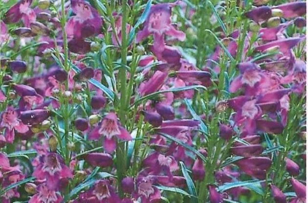 PENSTEMON GALANE C2BIO