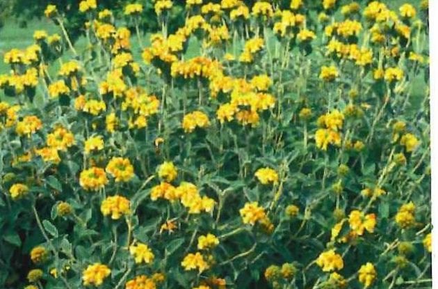 PHLOMIS FRUTICOSA C2BIO