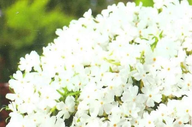 PHLOX SUBULATA WHITE DELIGHT C2BIO