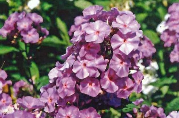 PHLOX PANICULATA BLUE BOY C2BIO