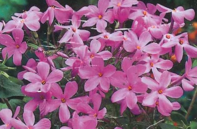 PHLOX STOLONIFERA HOME FIRES C2BIO