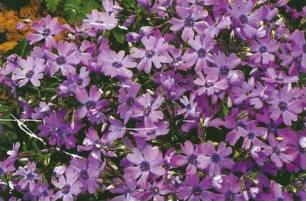 PHLOX SUBULATA PURPLE BEAUTY C2BIO