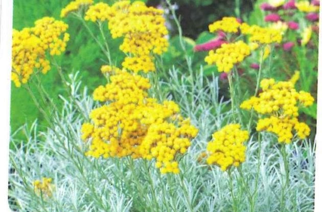 HELICHRYSUM ITALICUM C2BIO PLANTE AU CURRY