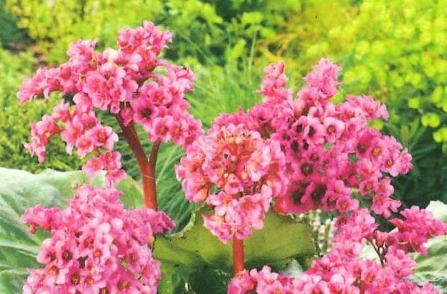 BERGENIA CORDIFOLIA WINTERGLUT C2BIO « PLANTE DU SAVETIER »