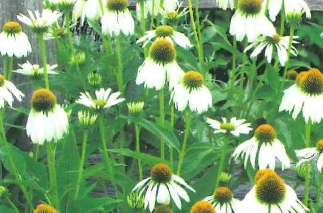 ECHINACEA PURPUREA ALBA C2BIO