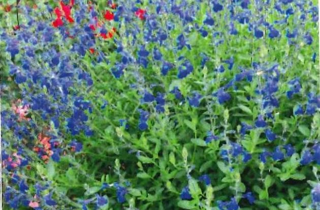 SALVIA GREGGII BLUE NOTE C2BIO