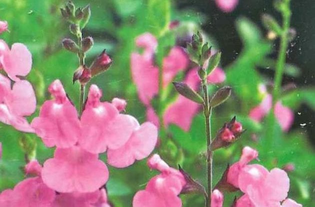 SALVIA GREGGII ROSE FONCé C2BIO