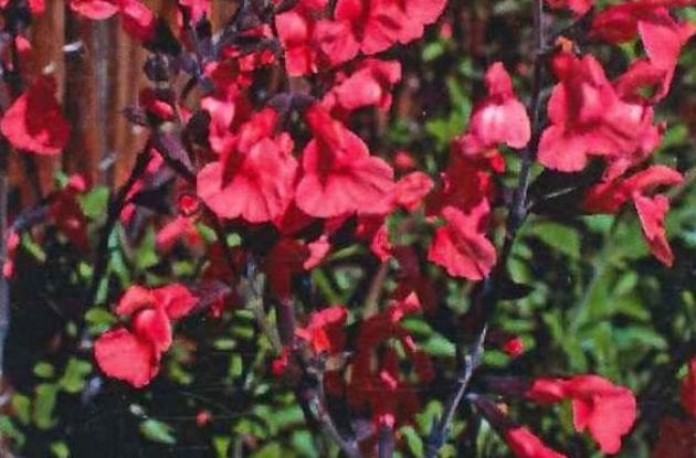 SALVIA JAMENSIS LA SIESTA C2BIO