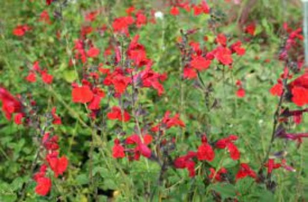 SALVIA MICROPHYLLA GRAHAMI C2BIO