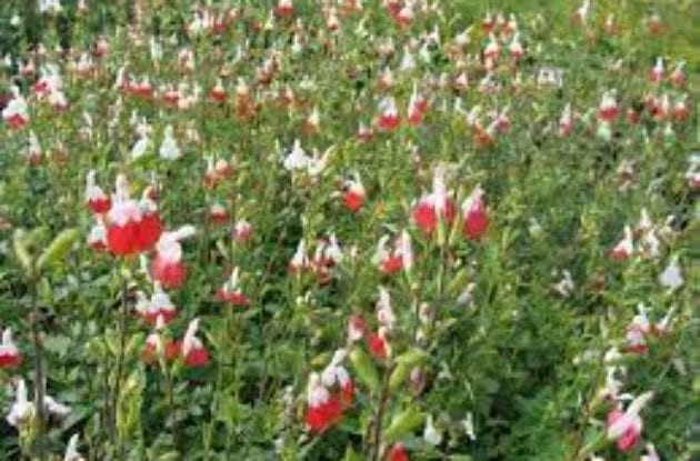 SALVIA MICROPHYLLA HOT LIPS C2BIO