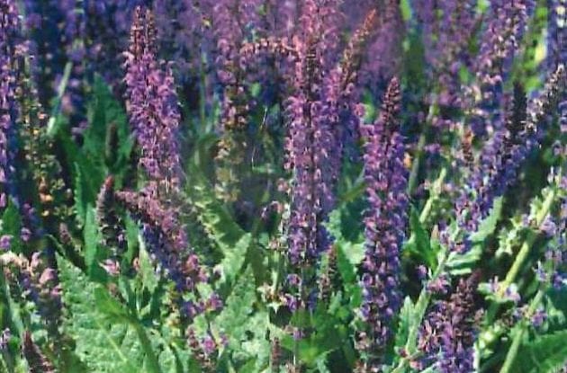 SALVIA NEMOROSA MAINACHT C2BIO