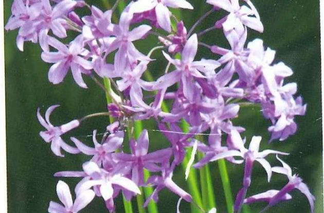 TULBAGHIA VIOLACEA C2BIO