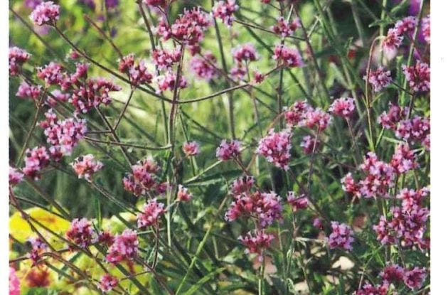 VERBENA BONARIENSIS C2BIO