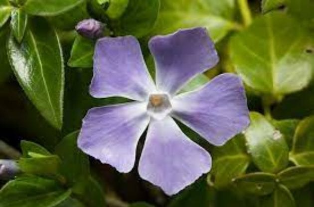 VINCA MAJOR C2BIO