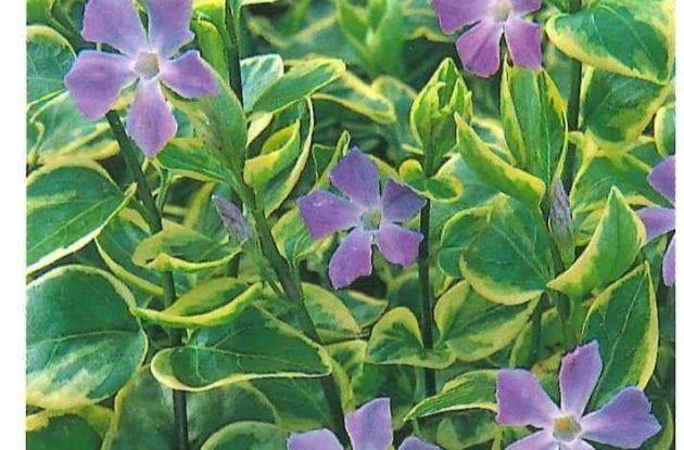 VINCA MAJOR VARIEGATA C2BIO