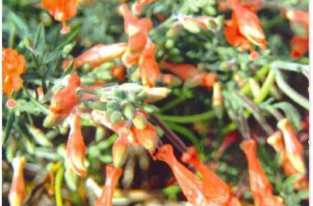 ZAUSCHNERIA CALIFORNICA C2BIO