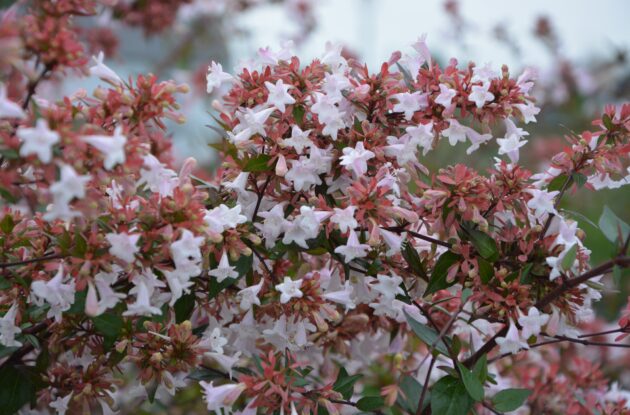 ABELIA X GRANDIFLORA P3 BIO