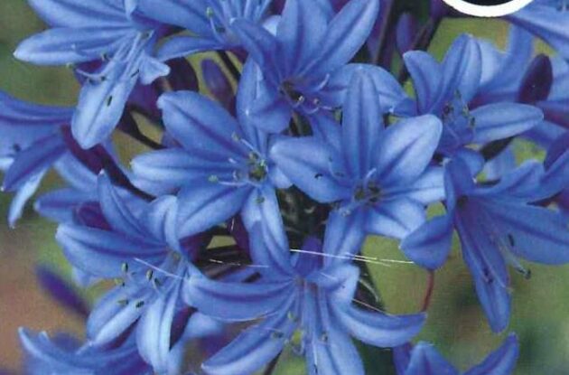 AGAPANTHUS UMBELLATUS BLEU P3 BIO