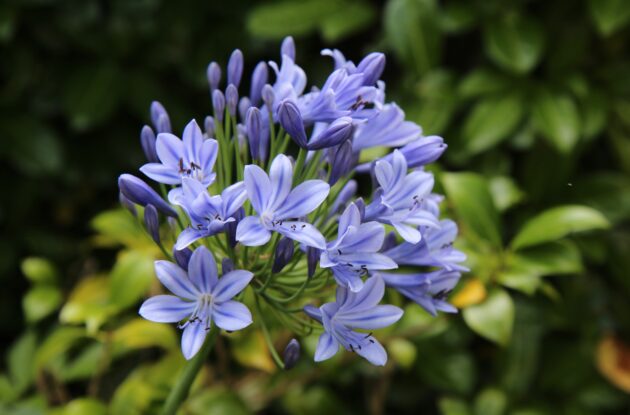 AGAPANTHUS UMBELLATUS BLEU P3 BIO