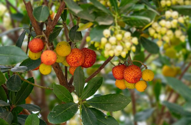 ARBUTUS UNEDO COMPACTA P3 BIO