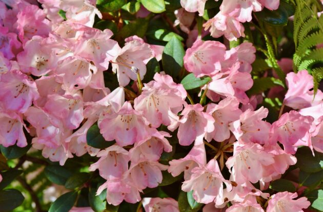 AZALEA JAPONICA ANDANTE FUCHSIA P3 BIO
