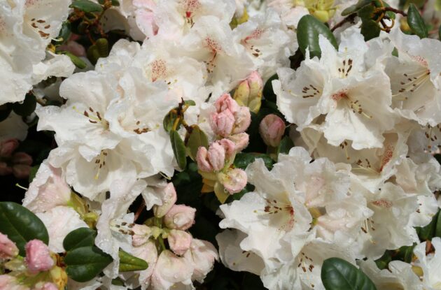 AZALEA JAPONICA DOROTHY HAIDEN BLANC P3 BIO