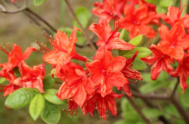 AZALEA JAPONICA FETE DES MERES ROUGE P3 BIO
