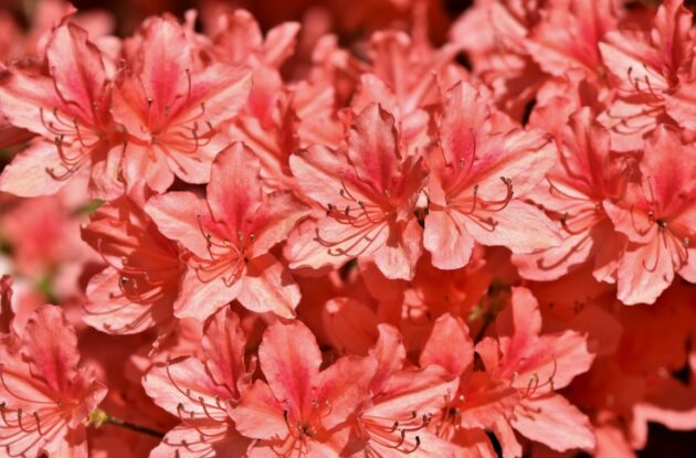 AZALEA JAPONICA SURPRISE SAUMONE ET BLANC P3 BIO