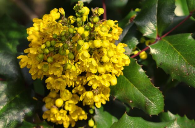 BERBERIS JULIANAE P3 BIO