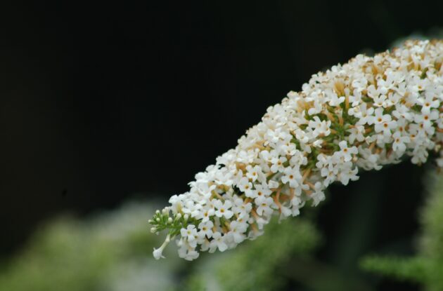 BUDDLEIA NANHO WHITE BLANC P3 BIO