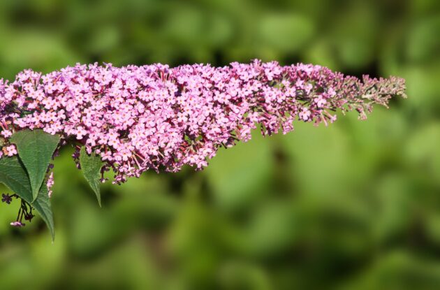 BUDDLEJA DAVIDII PINK DELIGT P3 BIO