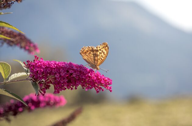 BUDDLEJA DAVIDII ROYAL RED P3 BIO