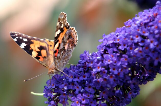 BUDDLEJA NANHO BLUE P3 BIO