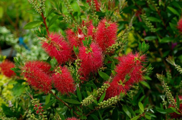CALLISTEMON LAEVIS P3 BIO AZALINE