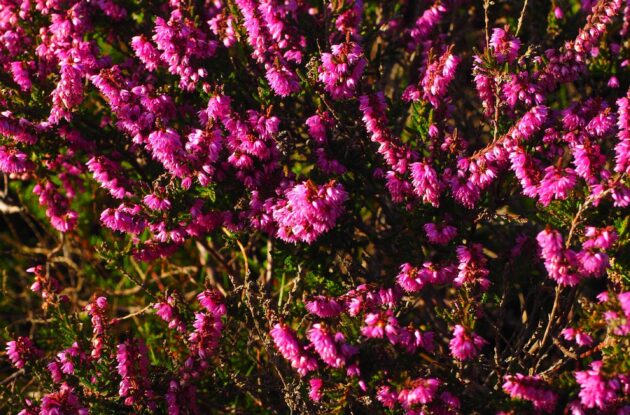 CALLUNA VULGARIS DARKNESS P3 BIO