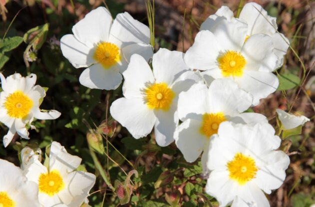 CISTUS CORBARIENSIS P3 BIO