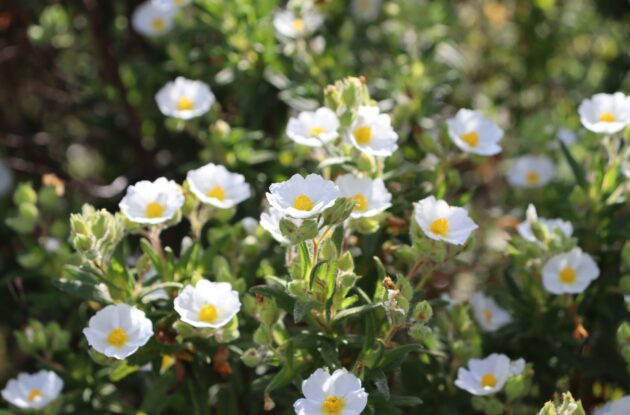 CISTUS MONSPELIENSIS P3 BIO