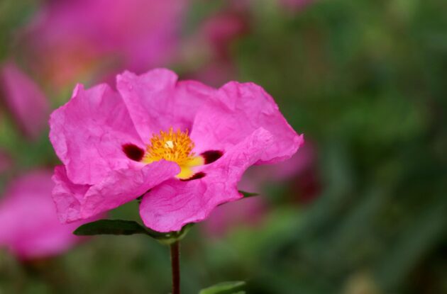 CISTUS PURPUREUS P3 BIO