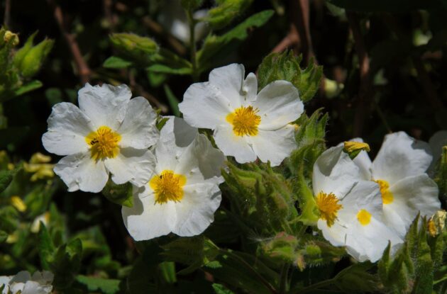 CISTUS SALVOLIUS P3 BIO