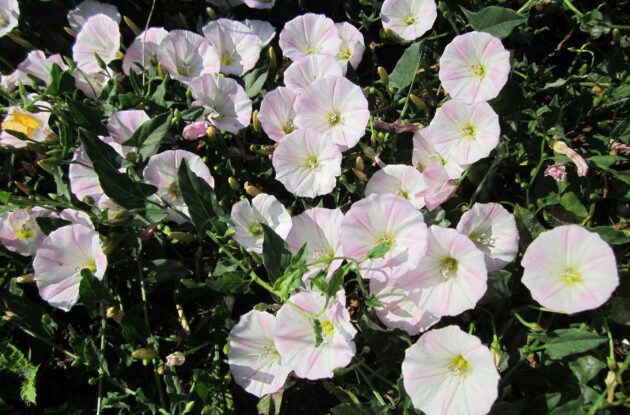 CONVOLVULUS CNEORUM P3 BIO