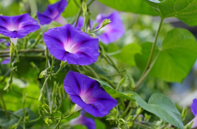 CONVOLVULUS MAURITANICUS P3 BIO