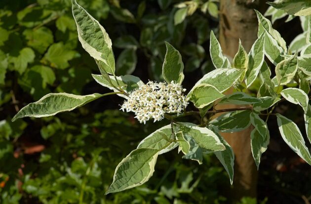 CORNUS ALBA ELEGANTISSIMA P3 BIO