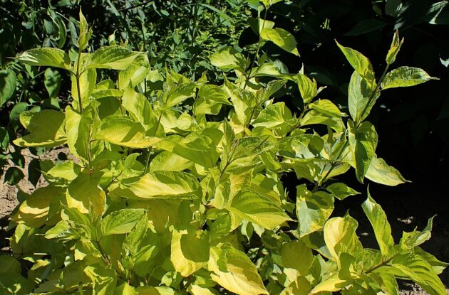 CORNUS ALBA GOUCHAULTII P3 BIO