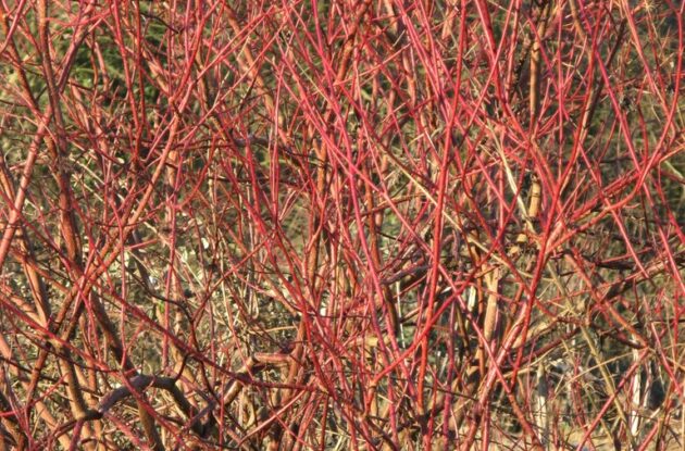 CORNUS SANGUINEA MIDWINTER FIRE P3 BIO