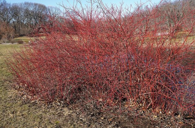 CORNUS SANGUINEA P3 BIO AZALINE