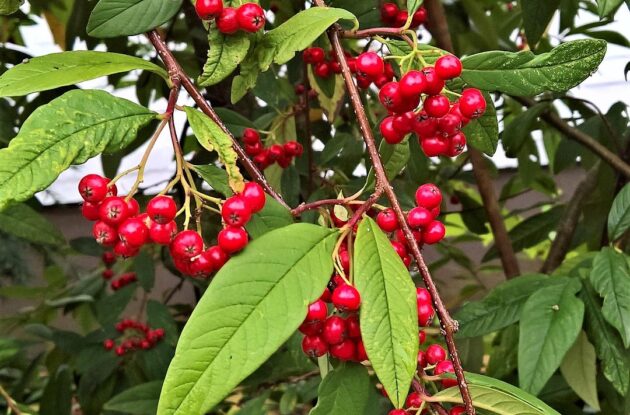 COTONEASTER LACTEUS P3 BIO