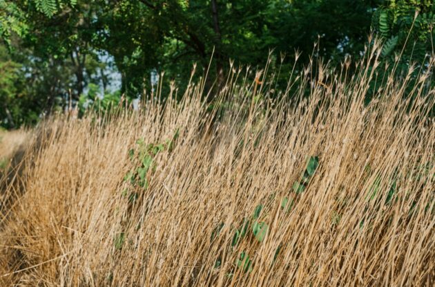 DESCAMPSIA CESPITOSA P3 BIO