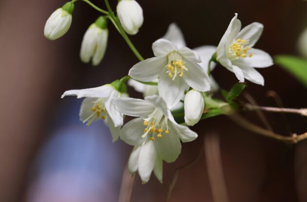 DEUTZIA GRACILIS  P3 BIO