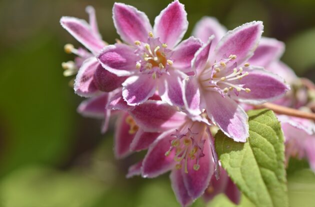 DEUTZIA PERLE ROSE P3 BIO