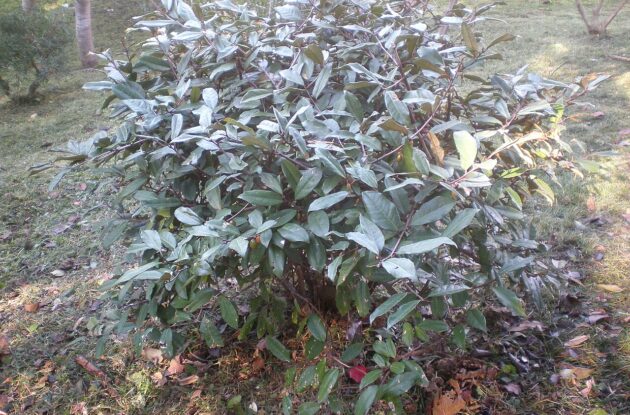 ELEAGNUS X EBBINGEI P3 BIO